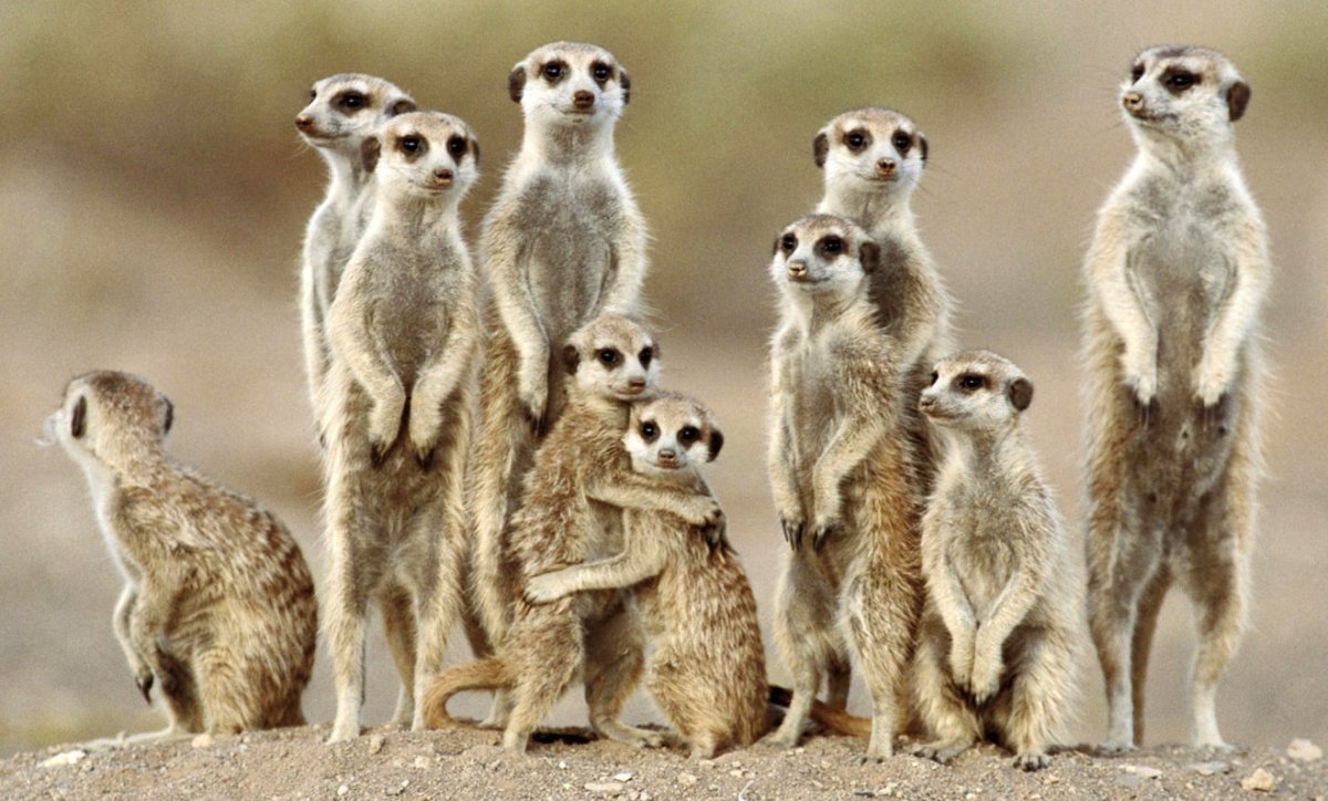 Сурикат семейство