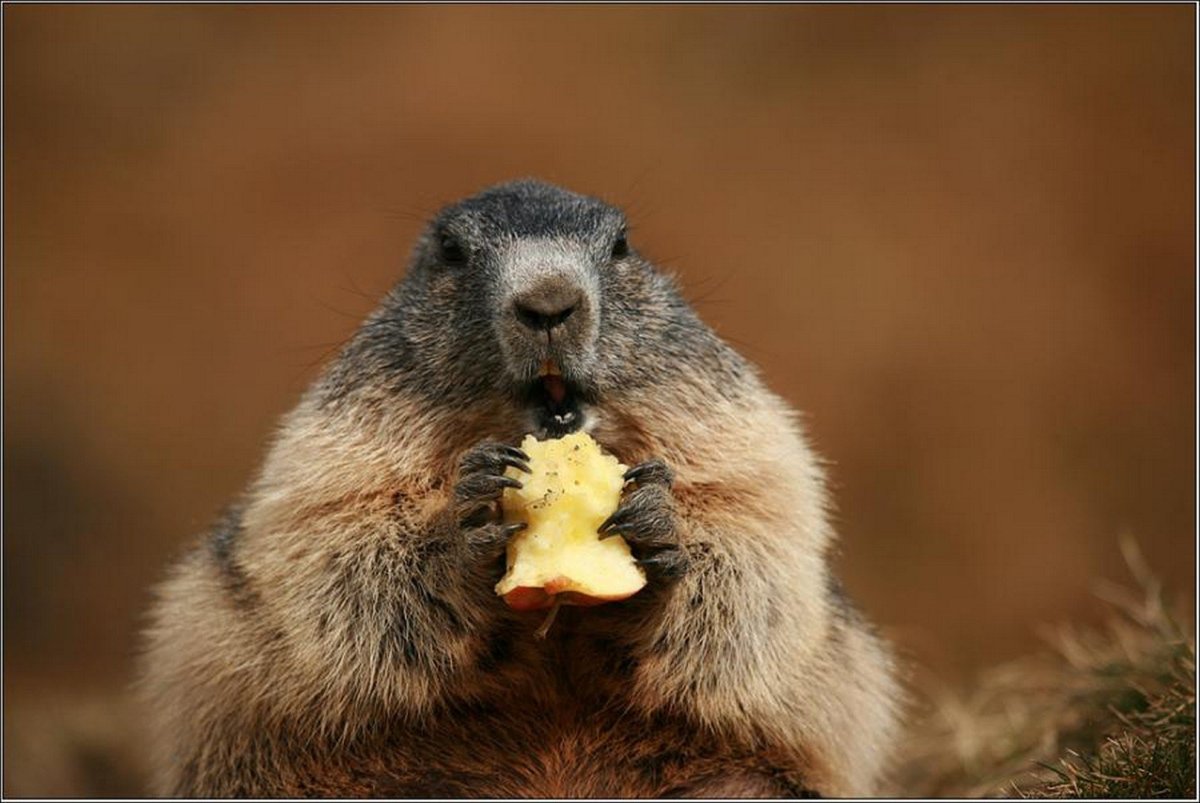 Смешные животные Грызуны