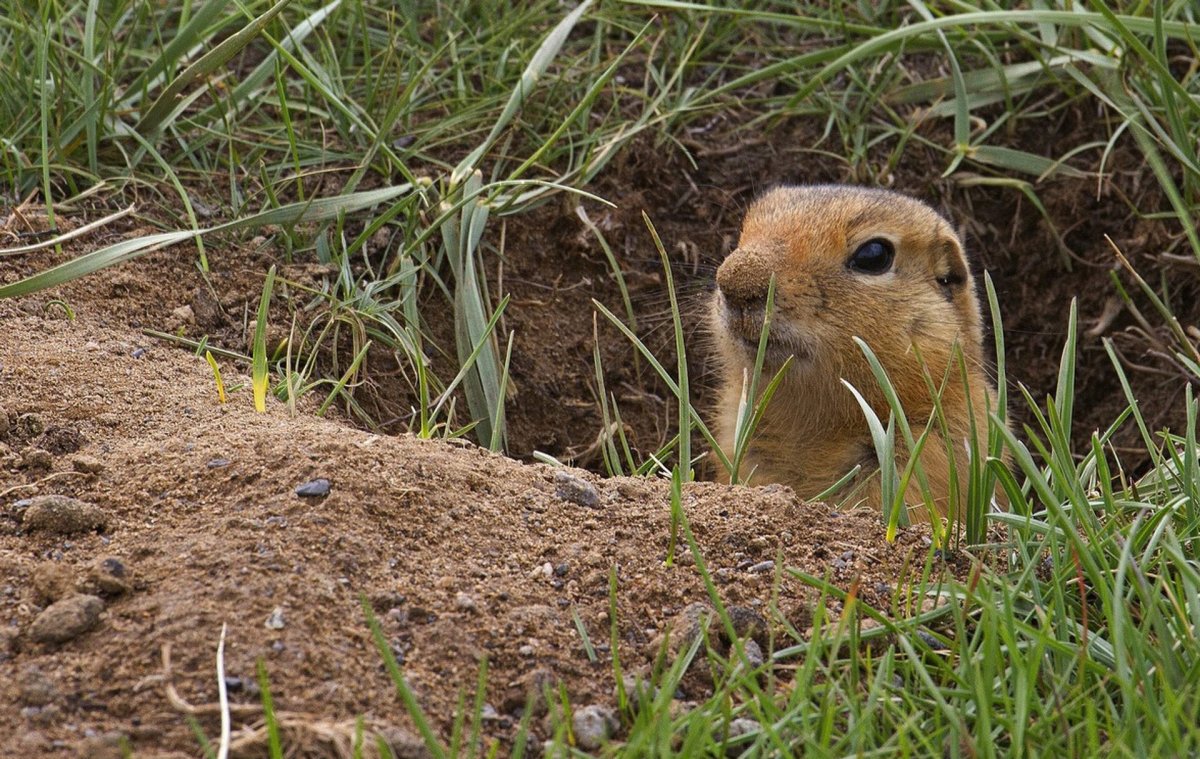 Суслик крапчатый в норе