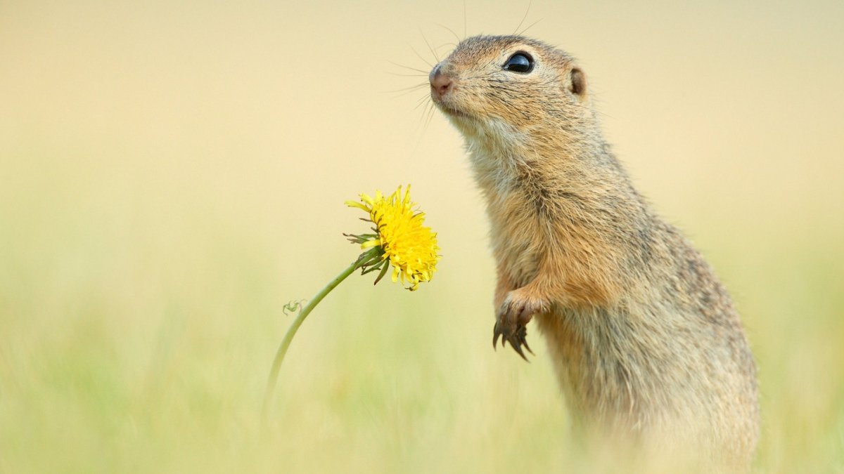 Желтый суслик