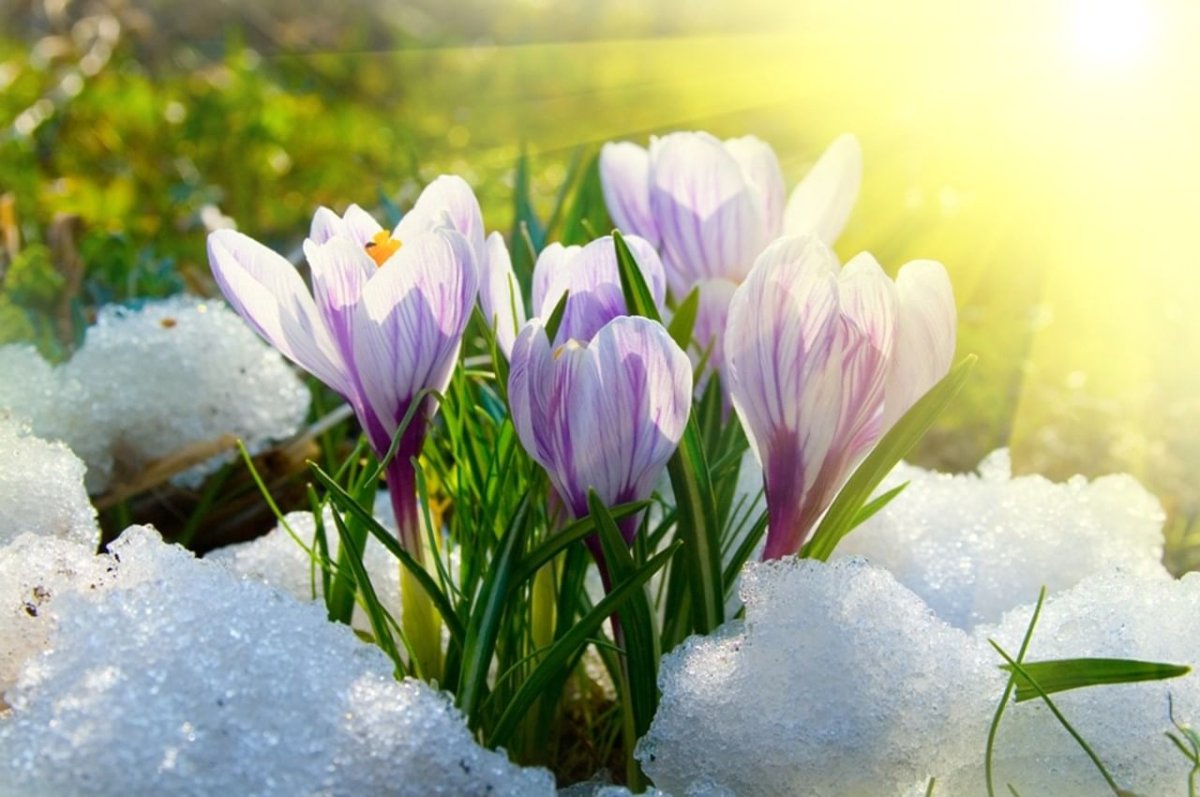 Первоцветы подснежники