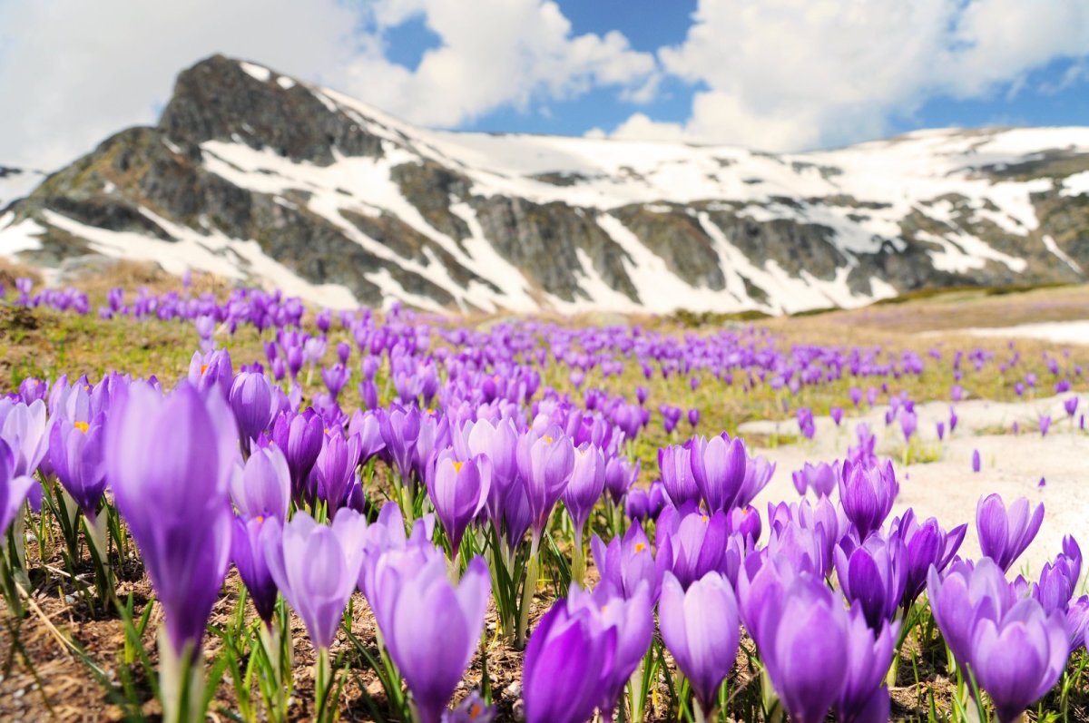 Первоцветы пролеска снег