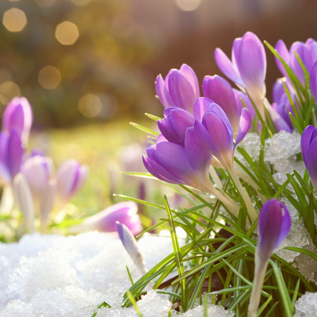 Март природа