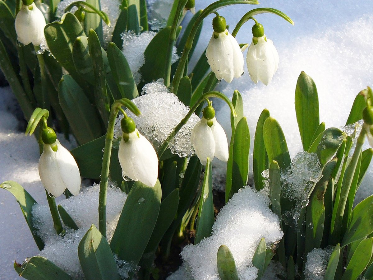 Весна подснежники крокусы
