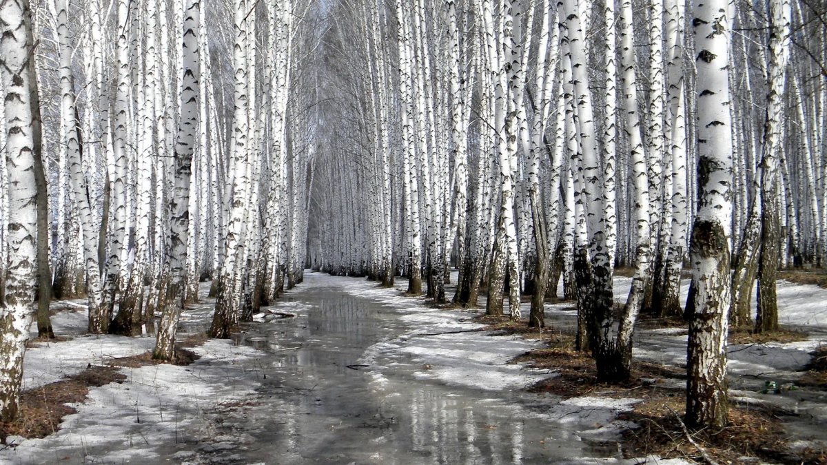 Пролески Весна Великобритания