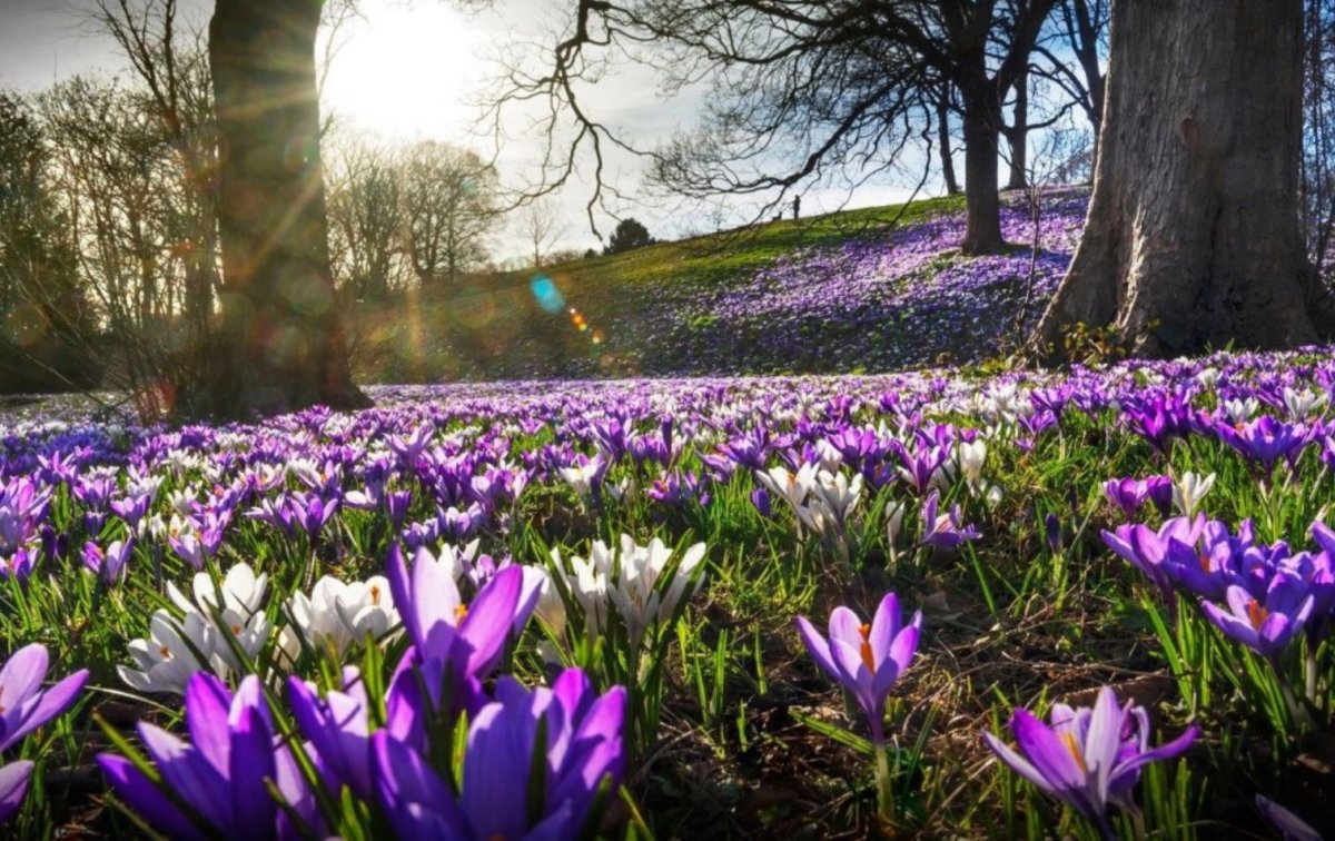 Цветы в снегу