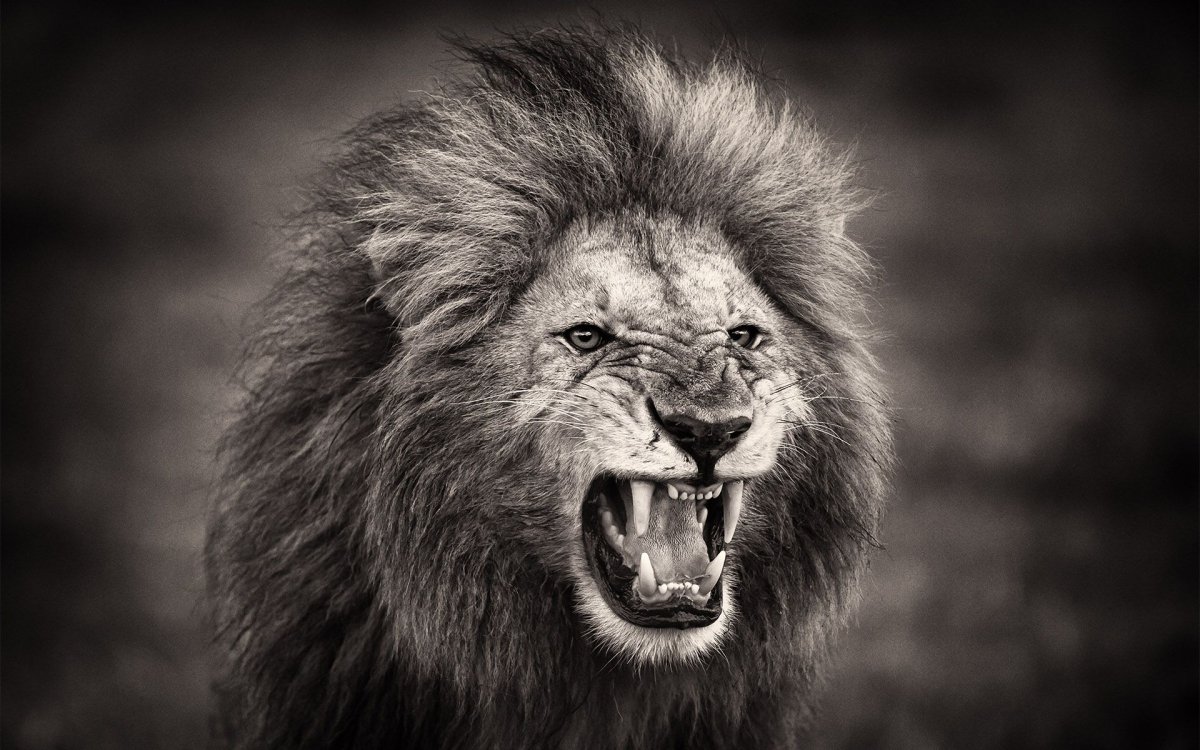 Лев оскал
