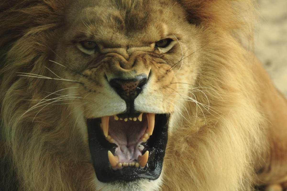 Харизматичный Лев