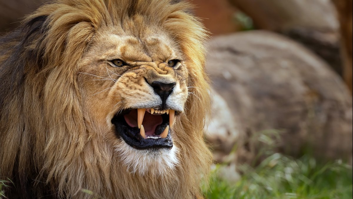 Изображение Льва