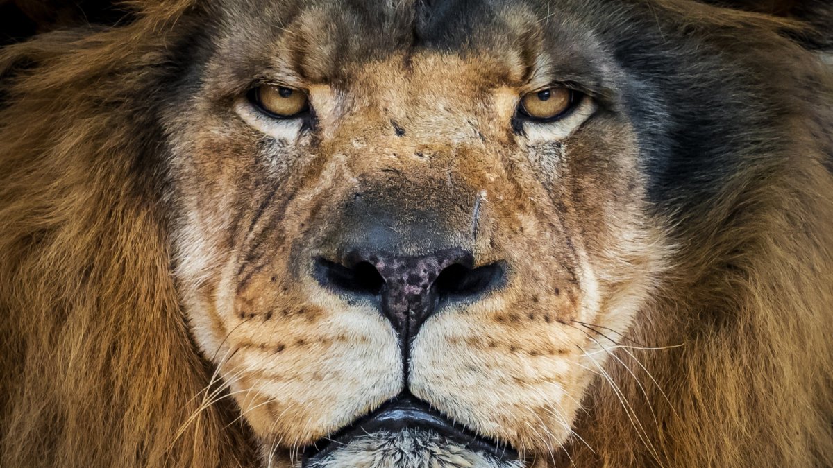 Агрессивный Лев