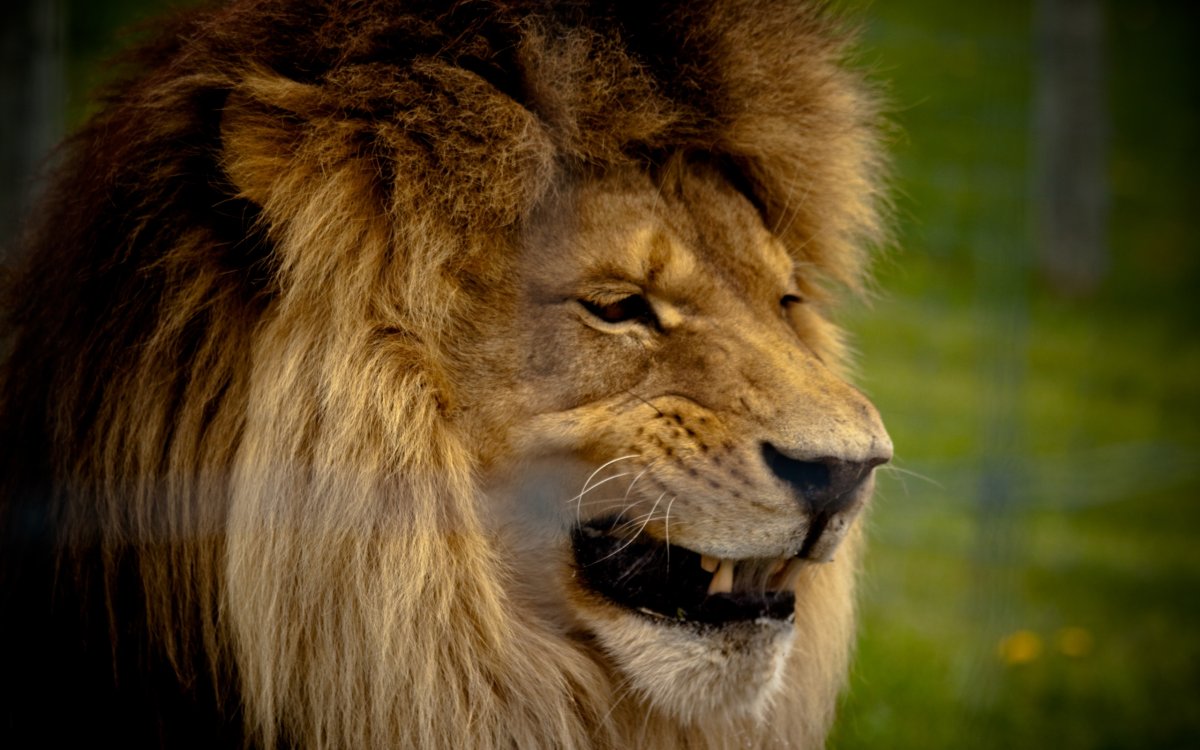 Лев злой взгляд