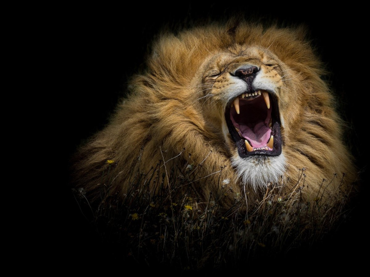 Лев рычит