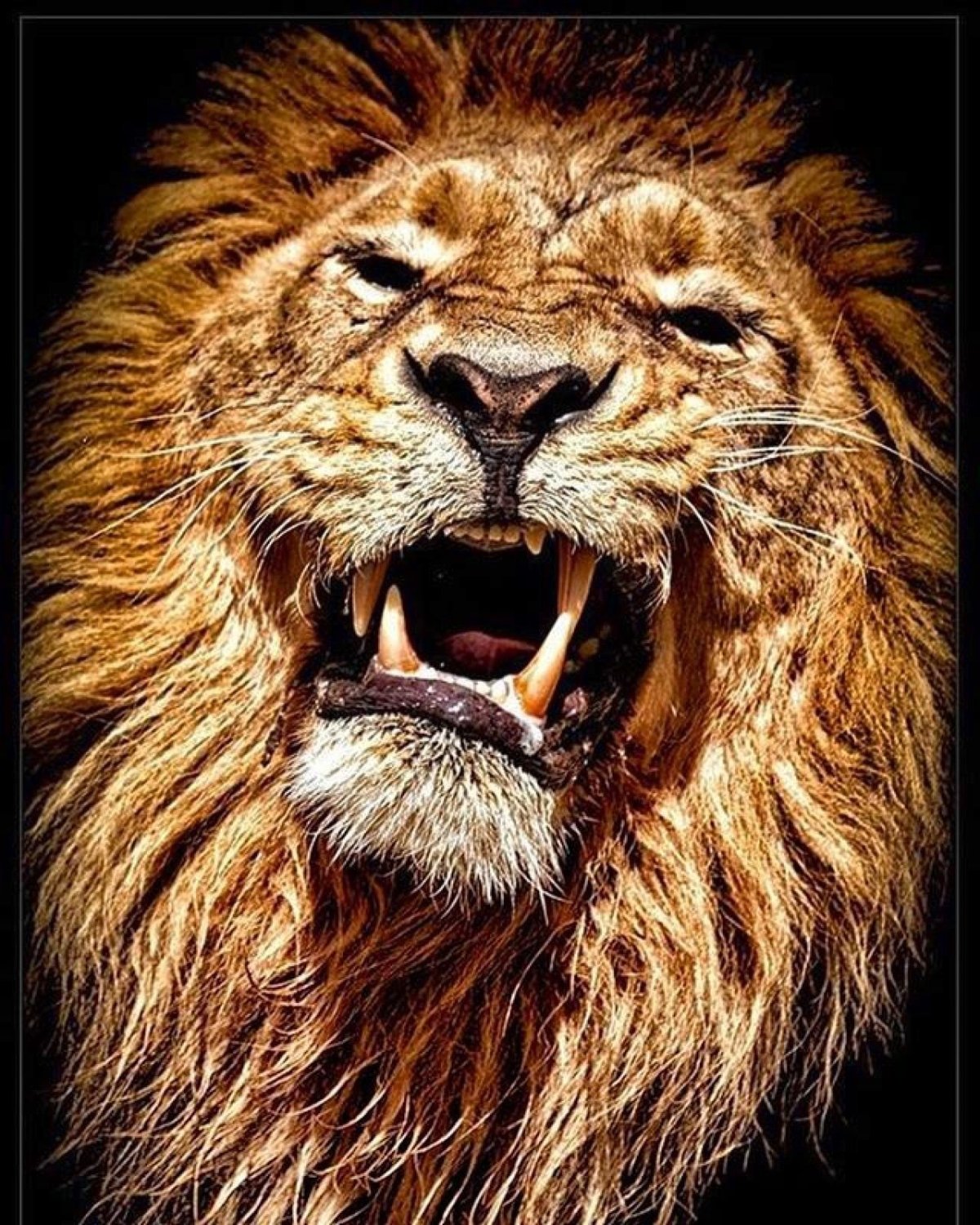 Заставка на рабочий стол Лев