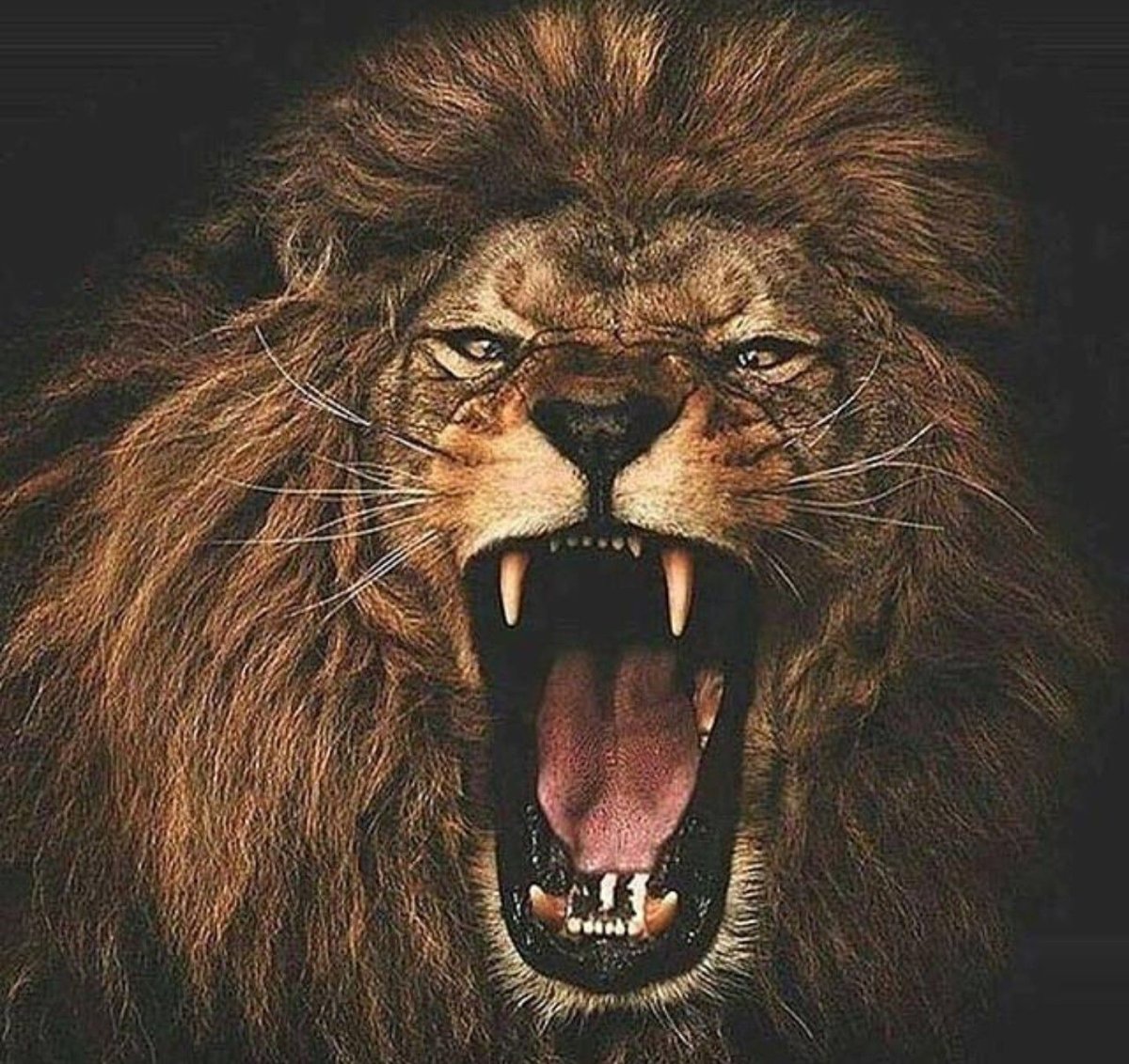 Лев на заставку
