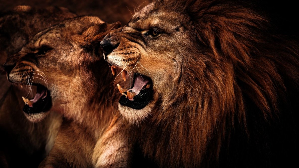 Лев рычит