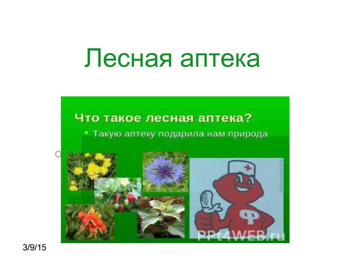 Презентация на тему Лесная аптека
