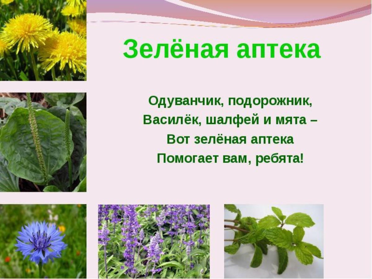 Зеленая аптека лекарственные растения