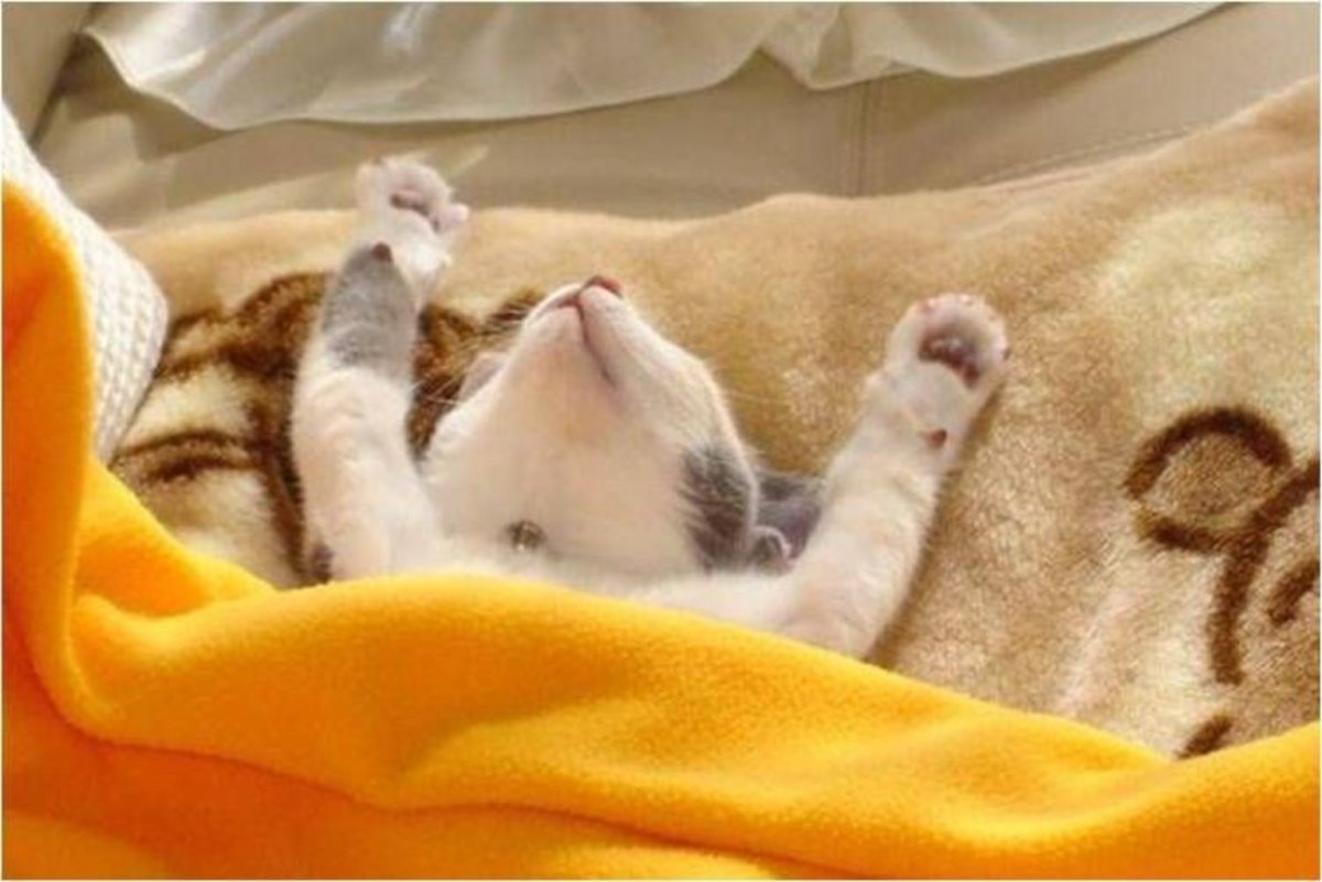 Кот потягивается в кровати