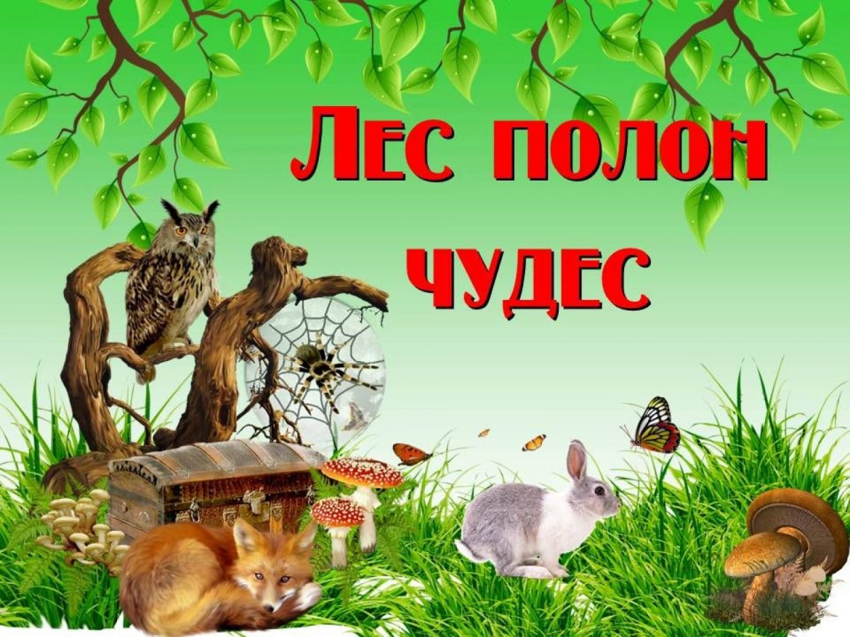 Лес полон чудес