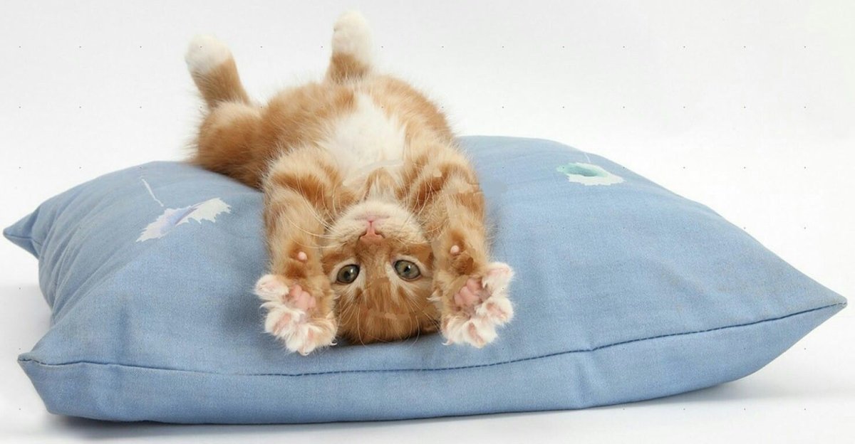 Потягушки кота gif