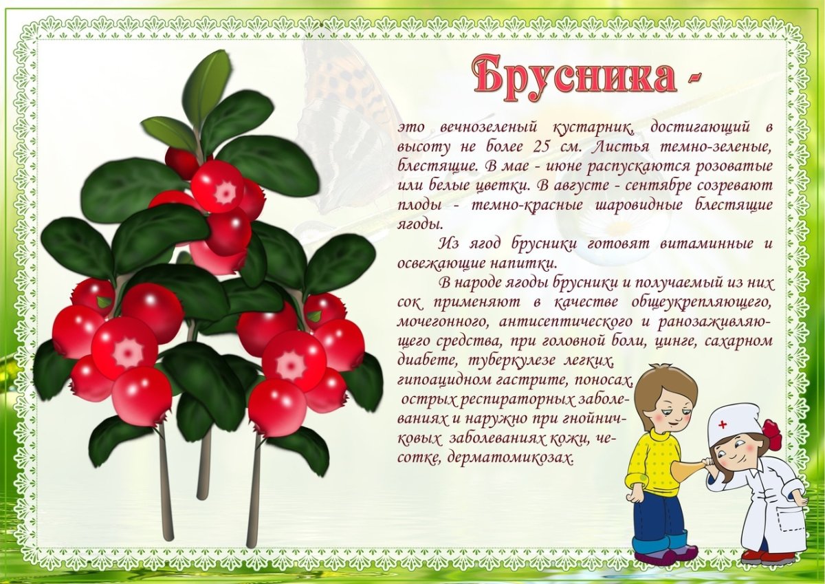 Лекарственные растения в детском саду