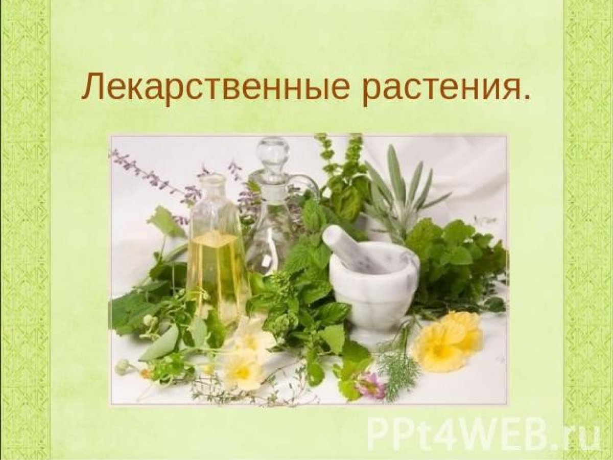 Лекарственные травы Кузбасса