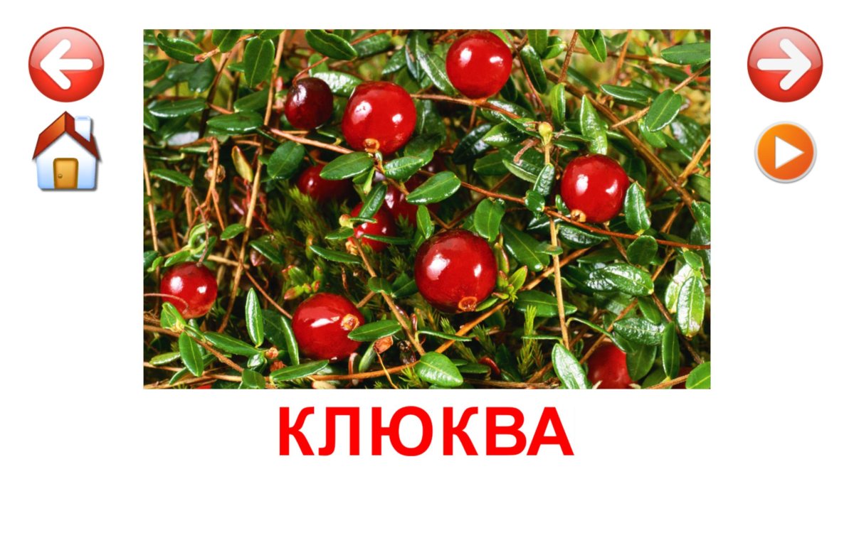 Клюква для дошкольников