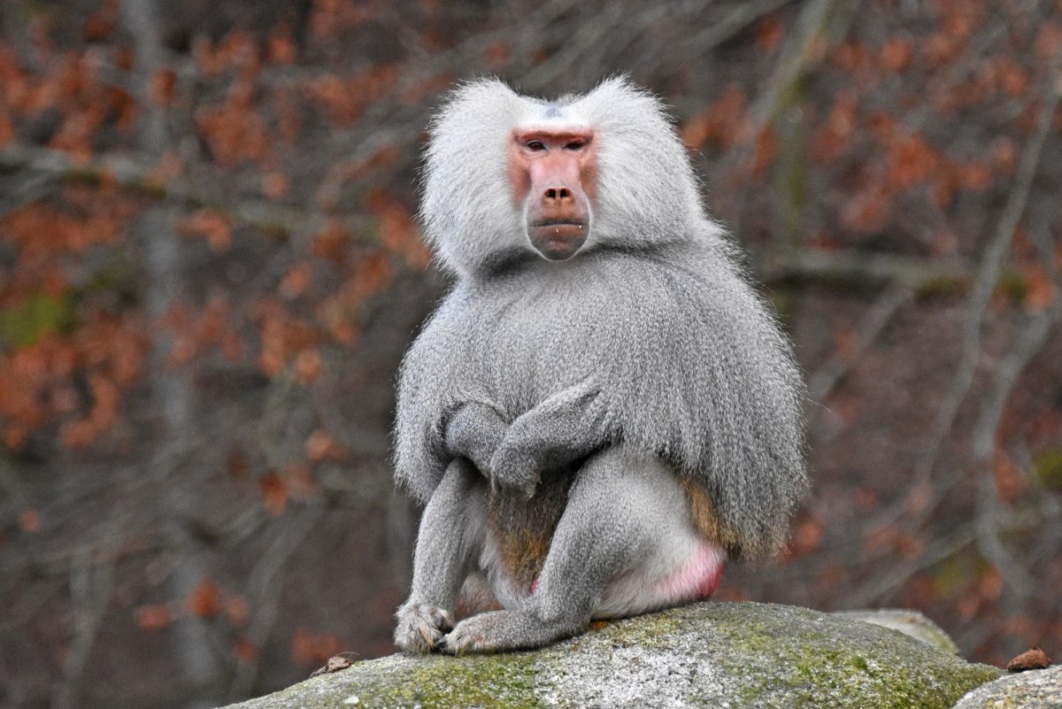 Две обезьяны