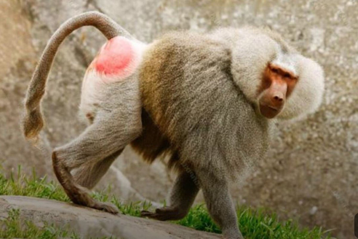 Обезьяна с красным задом