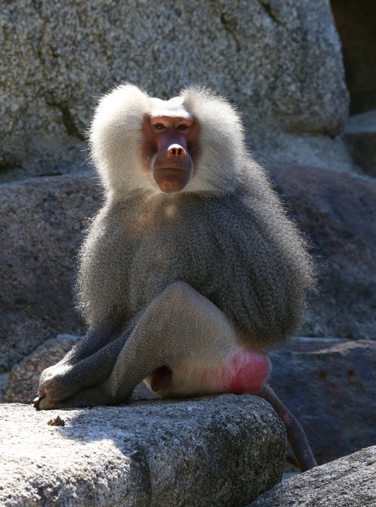 Мандрил рисунок