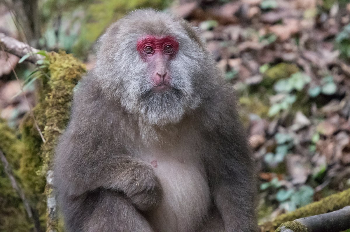 Павиан Бабуин