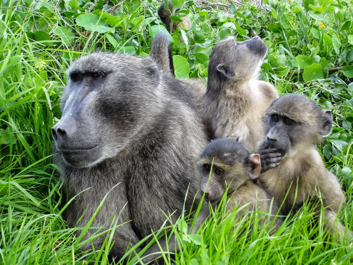 Павиан Бабуин