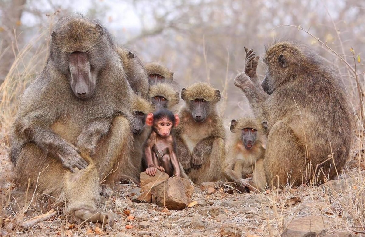 Марокканский Бабуин
