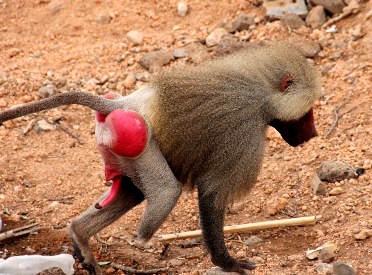 Павиан гамадрил Бабуин