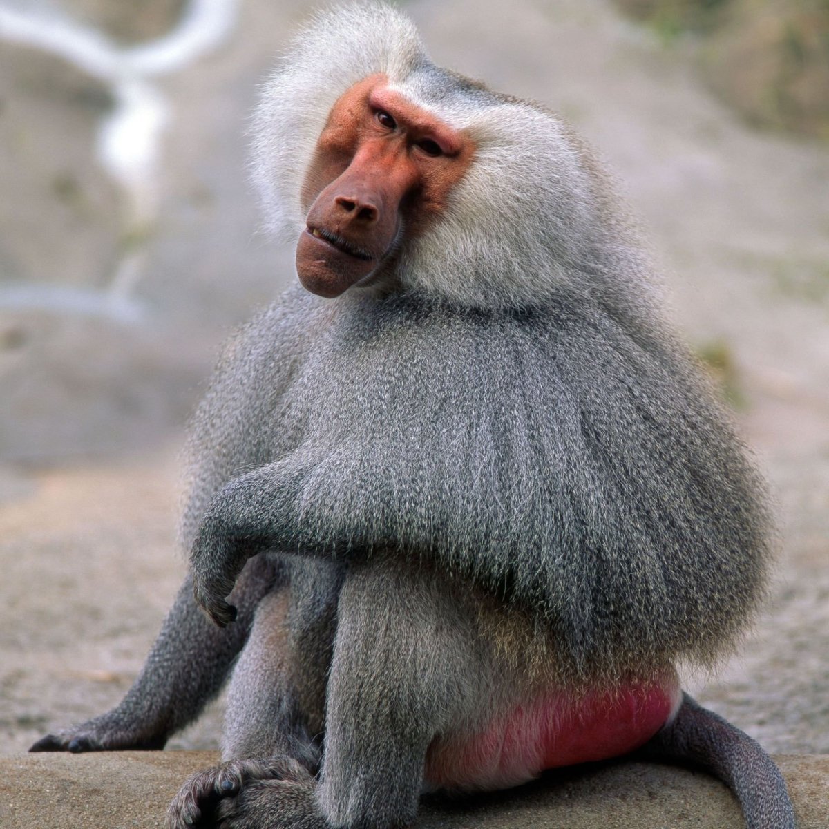 Павиан Роберт