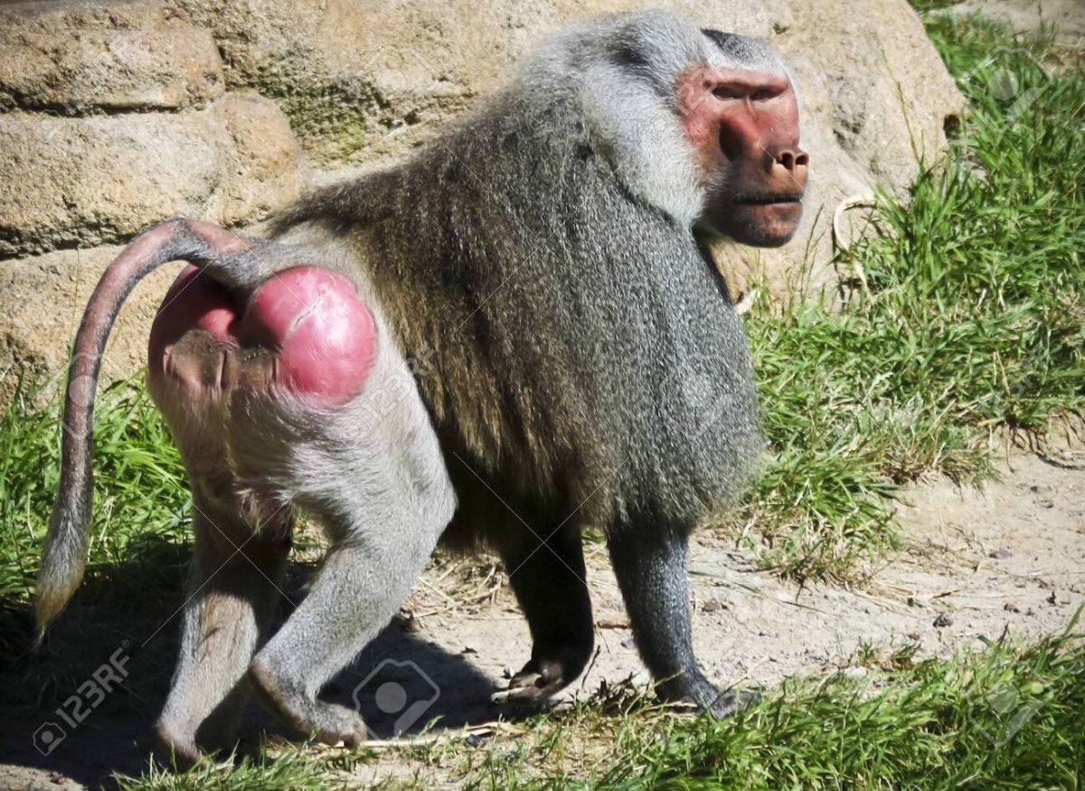 Бабуин фото