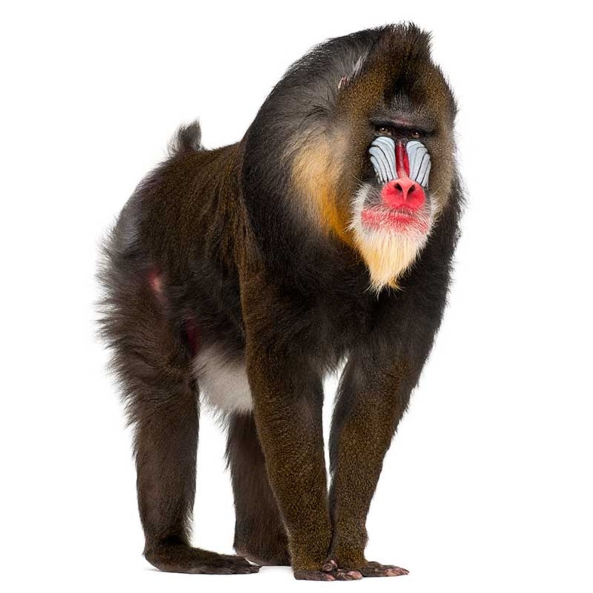 Гамадрил и Бабуин