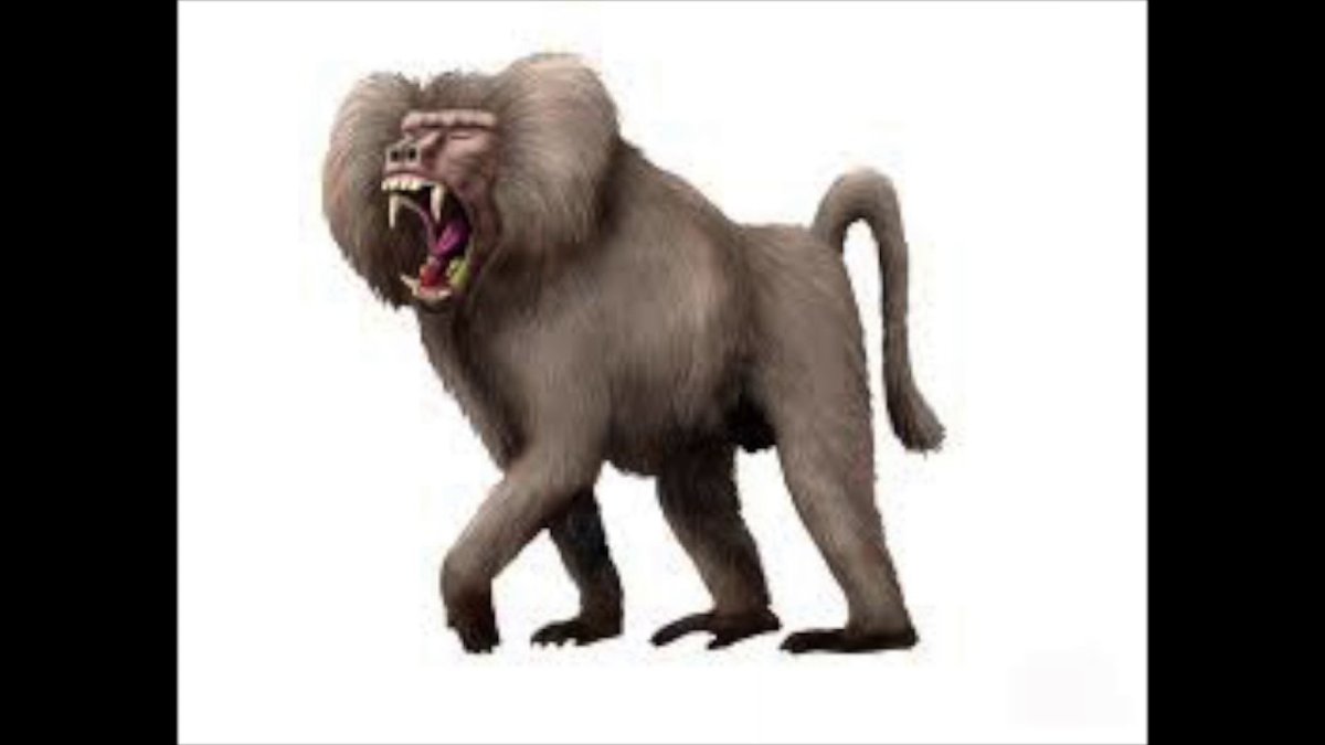 Павиан Анубис клыки