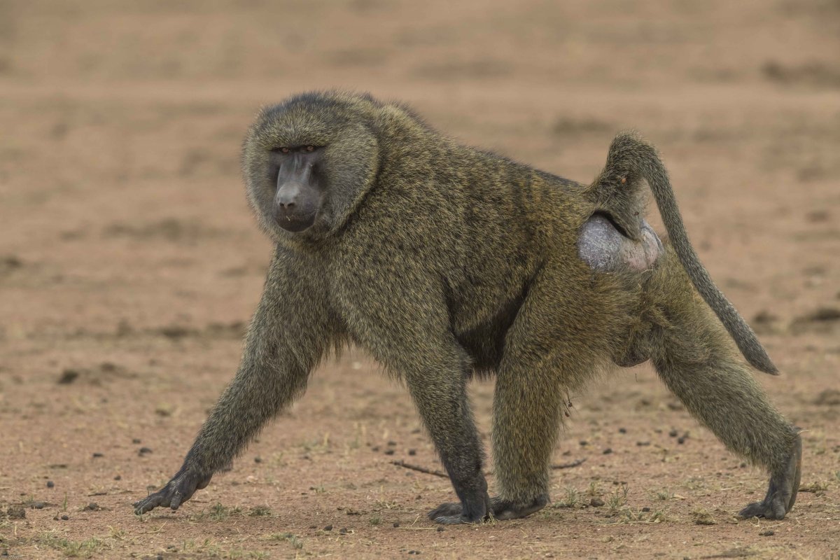 Павиан гамадрил