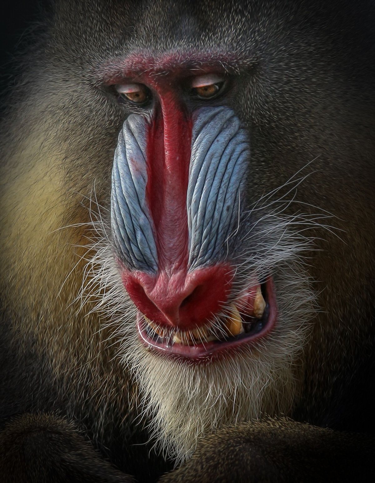 Краснозадые обезьяны