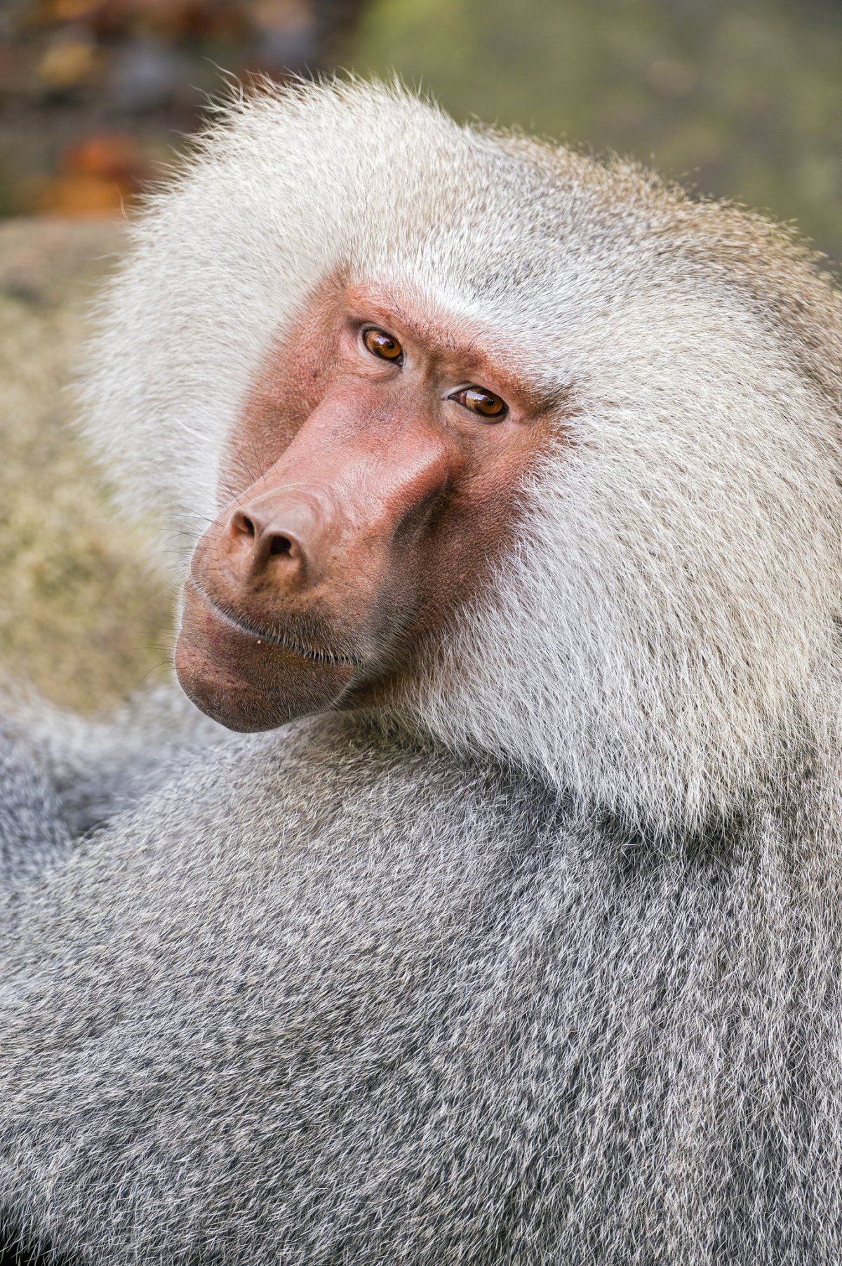 Обезьяна павиан