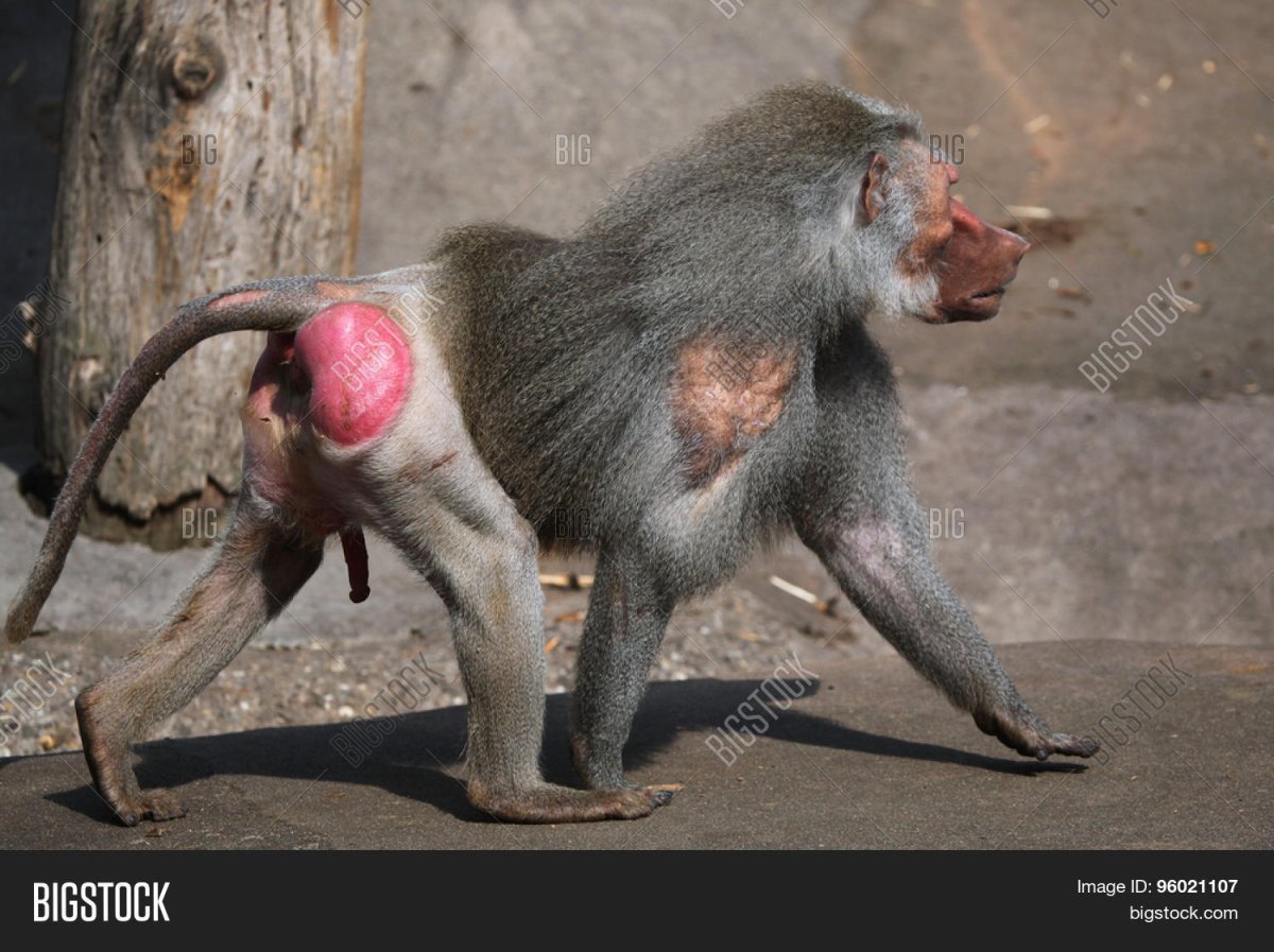 Павиан Бабуин Мандрил