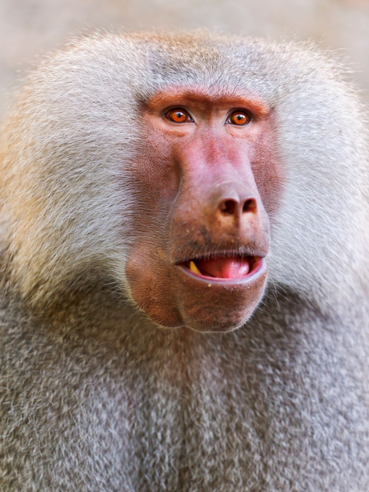 Обезьяна Гелада