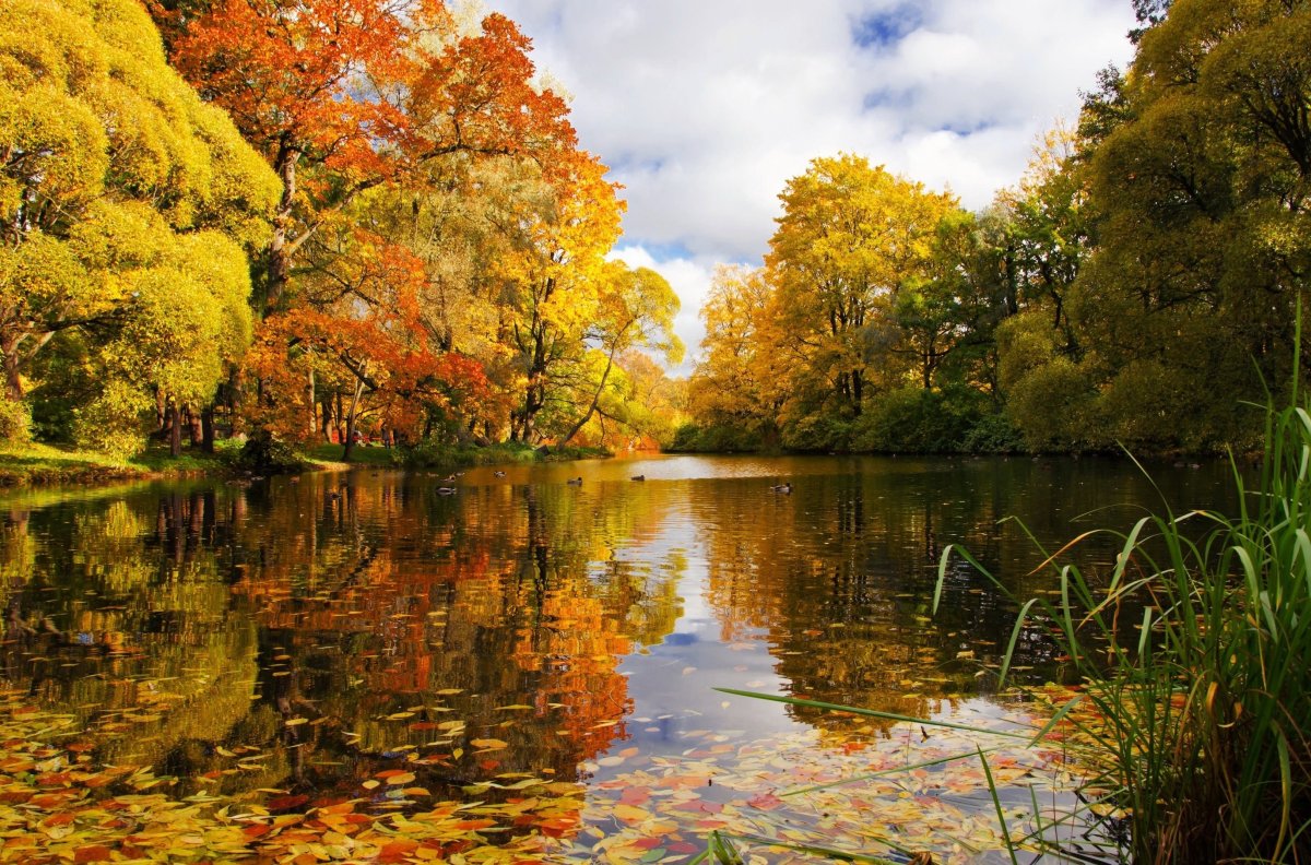 Природа осень