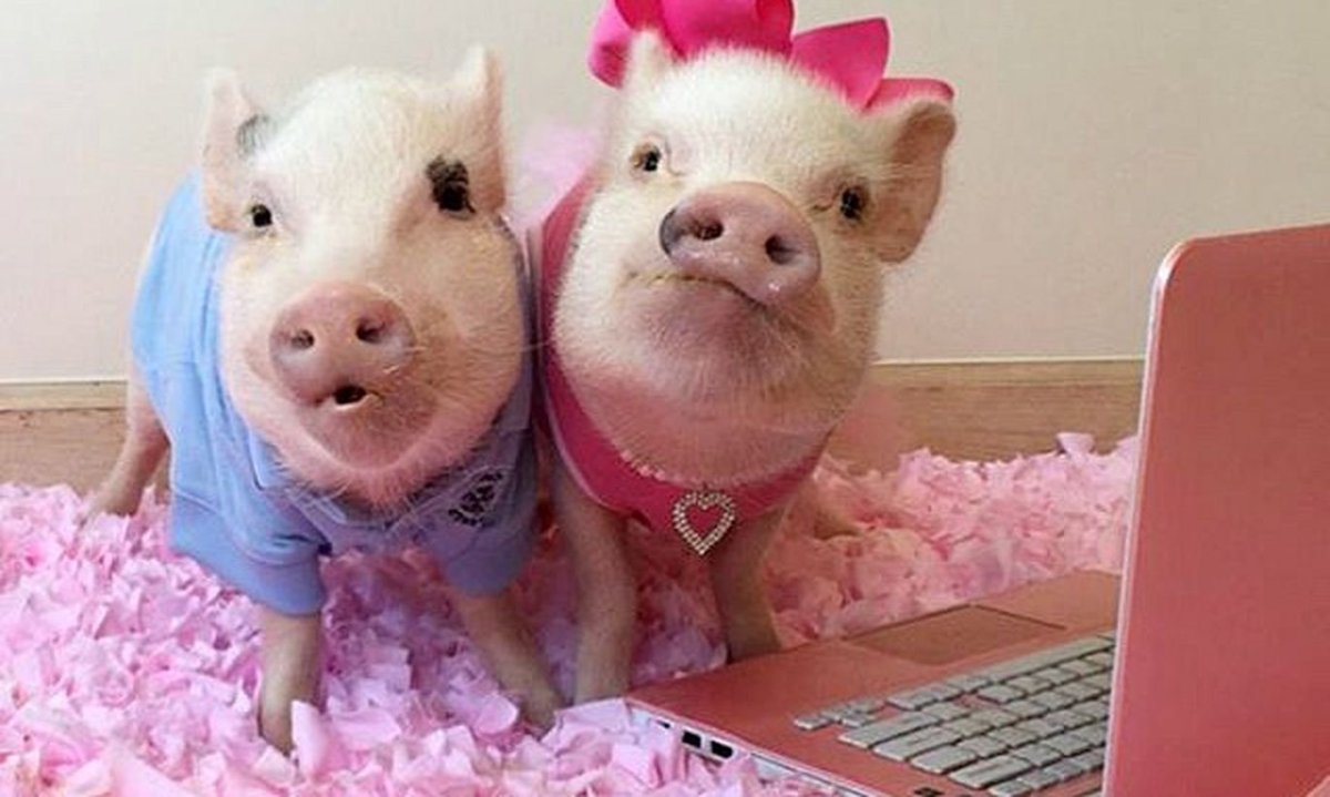 Красивая хрюшка девочка