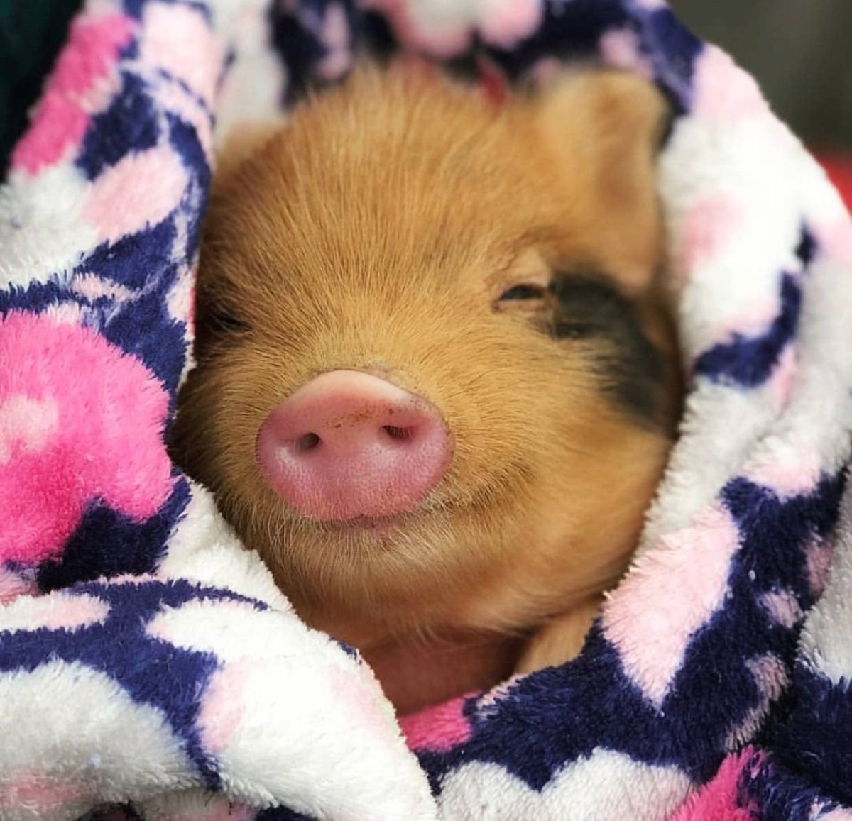 Бергштрессер книрт