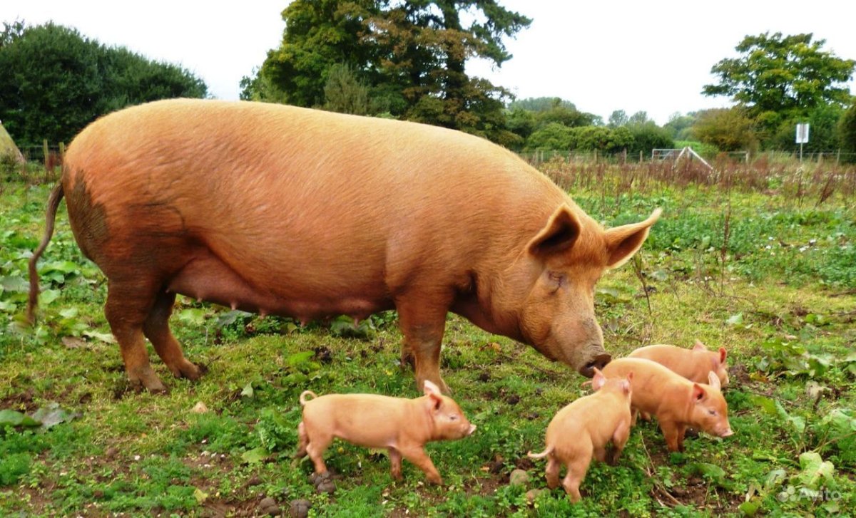 Свинья с поросятами