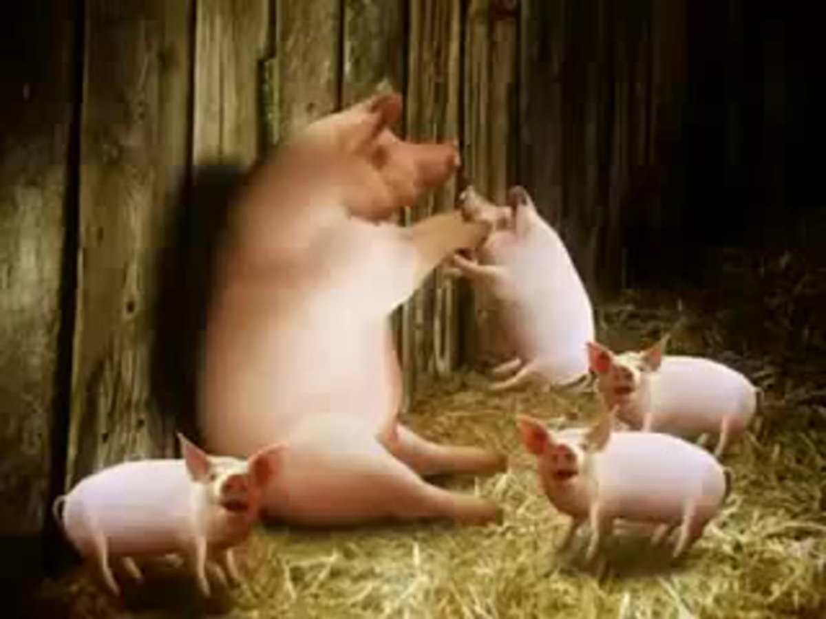 Гифки поросенок