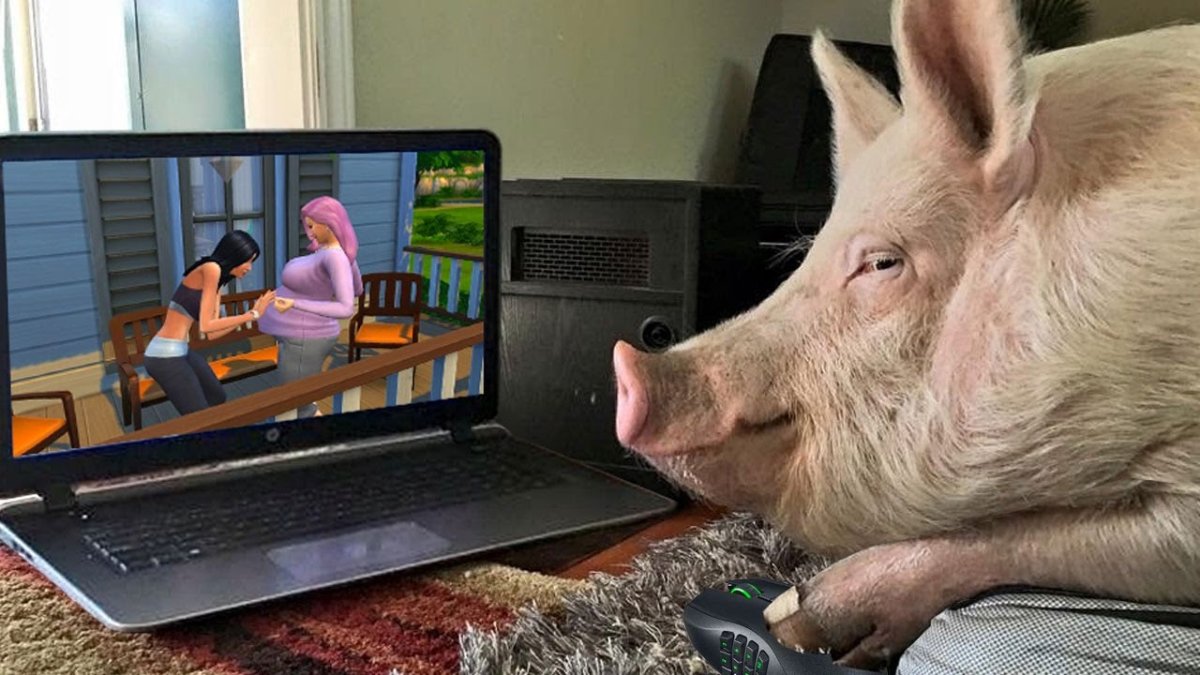 Поросенок за компьютером