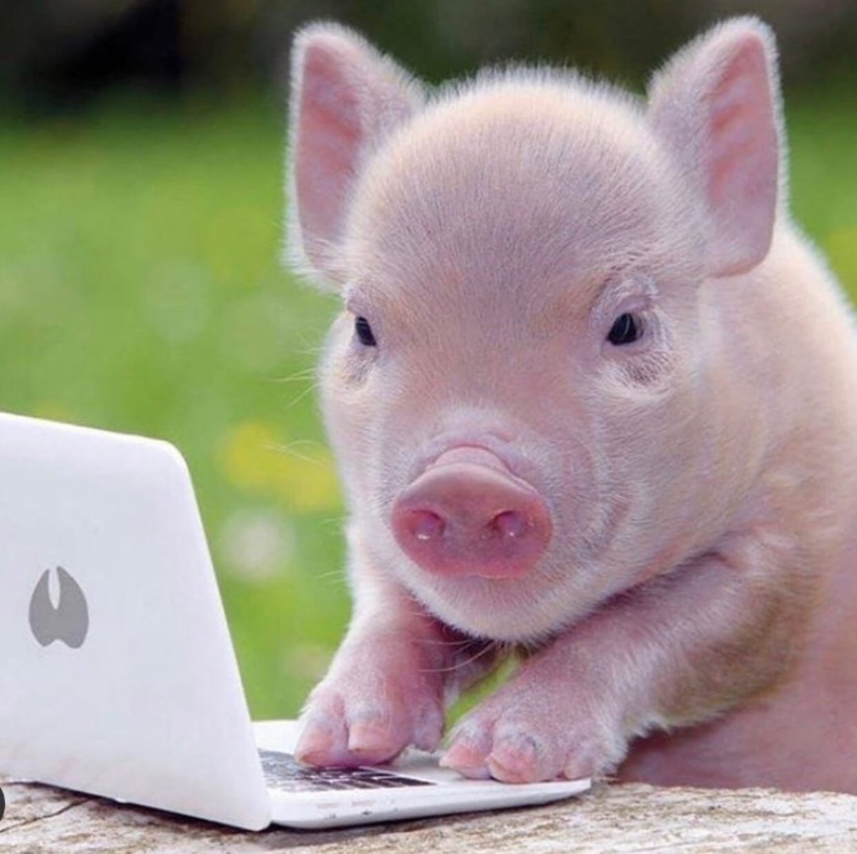 Милый поросенок